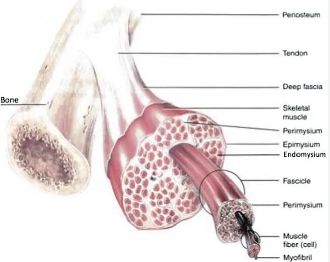 Bio_Muscle Tissue_1
