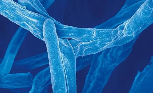 Engineer_Blood vessel