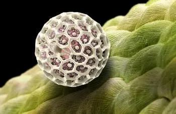 cover_pollen