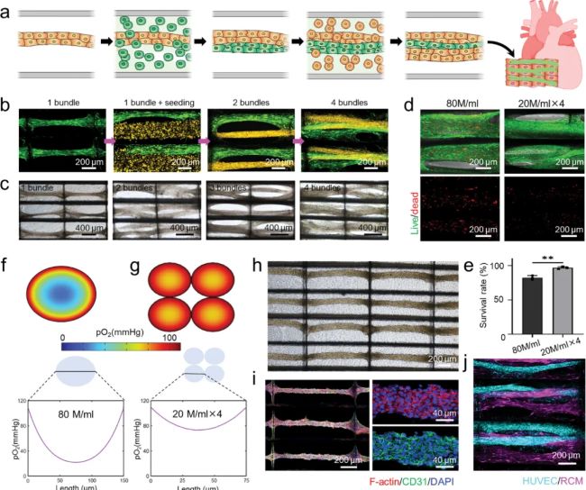 article_fibrin_6