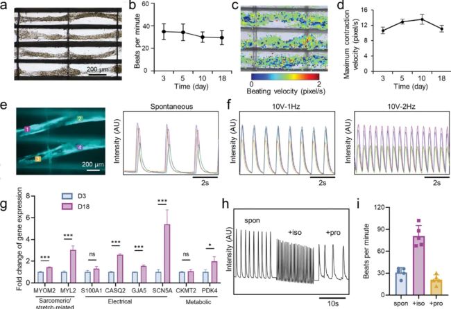 article_fibrin_7