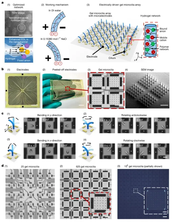 Paper_microB_1
